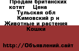 Продам британских котят. › Цена ­ 2 500 - Тульская обл., Кимовский р-н Животные и растения » Кошки   